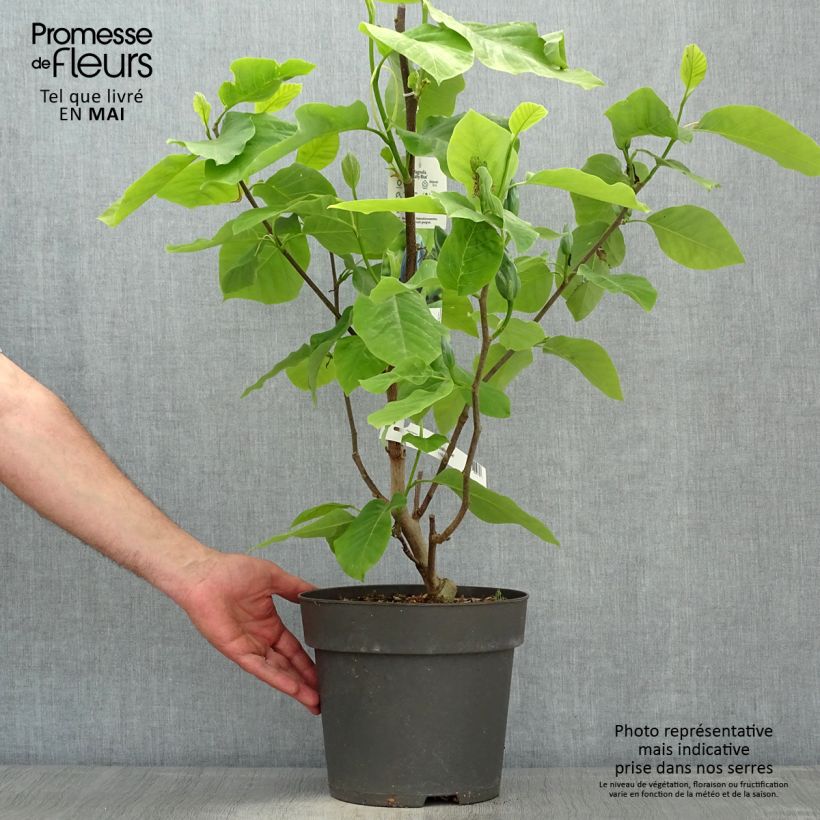 Exemplar von Magnolia acuminata Blue Baby - Gurken-Magnolie Topf mit 6L/7L wie im Frühjahr geliefert