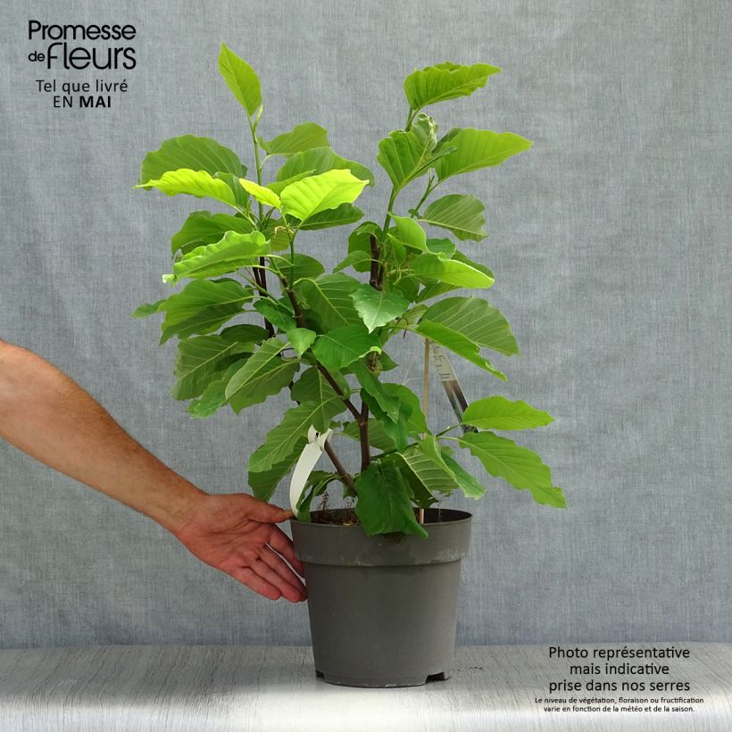 Exemplar von Magnolia acuminata Blue Opal - Gurken-Magnolie Topf mit 7,5L/10L wie im Frühjahr geliefert