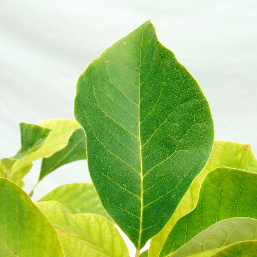 Magnolia brooklynensis Eva Maria - Magnolie (Foliage)