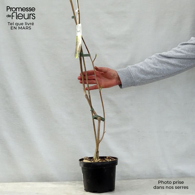 Example of Magnolia brooklynensis Eva Maria - Magnolie Topf mit 2L/3L as you get in printemps