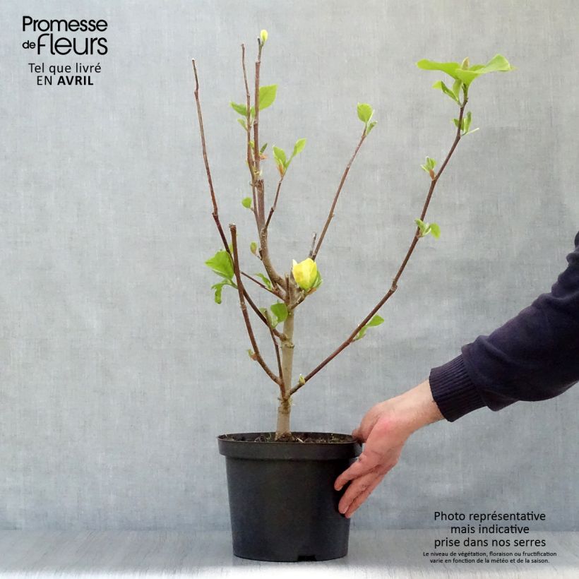 Example of Magnolia brooklynensis Yellow Bird - Magnolie Topf mit 3L/4L as you get in printemps