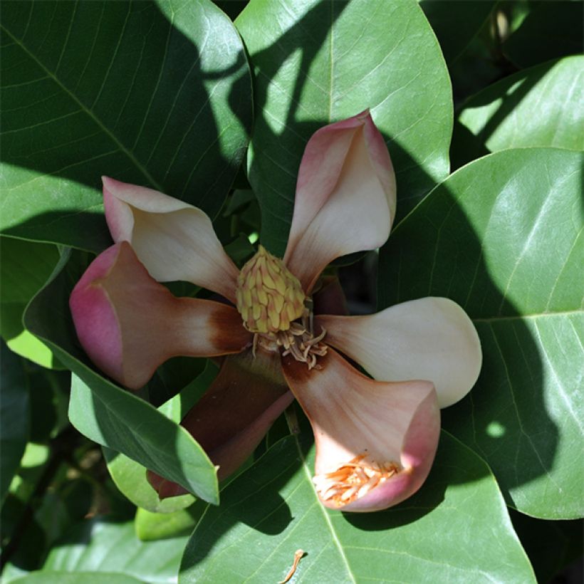 Magnolia delavayi - Delavays Magnolie (Blüte)