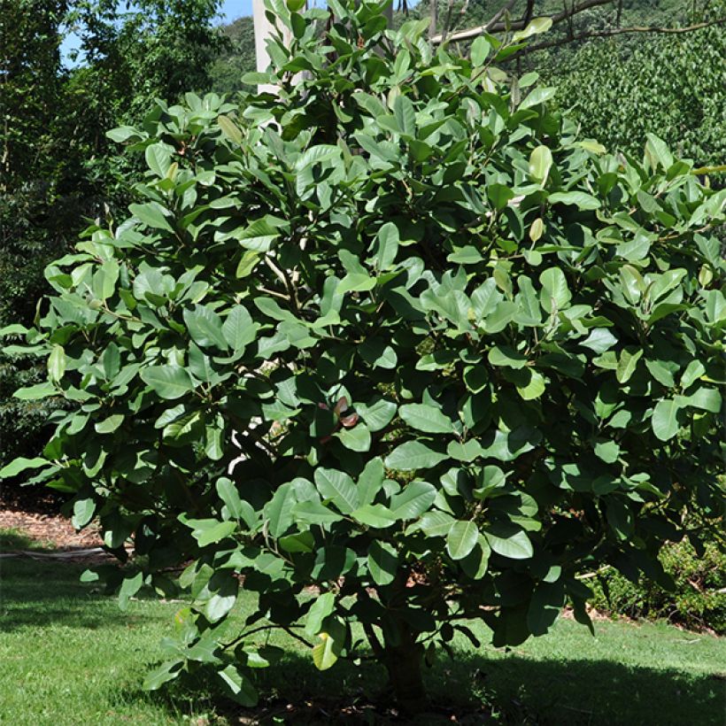 Magnolia delavayi - Delavays Magnolie (Wuchs)