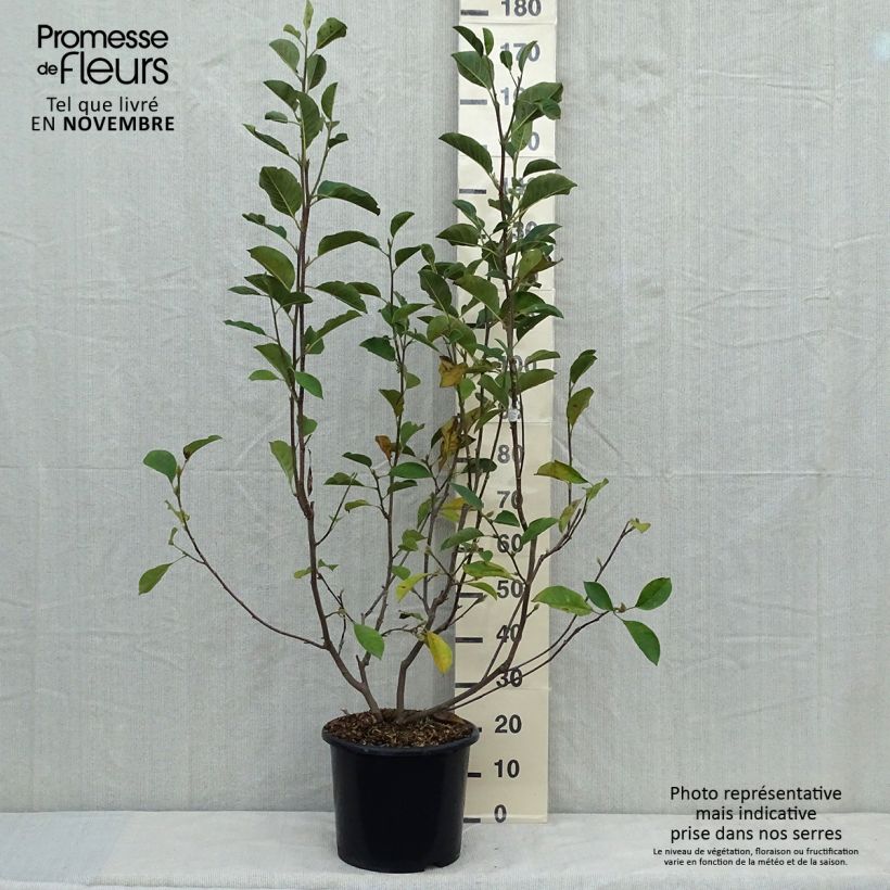 Exemplar von Magnolia denudata Festirose Pot de 7,5L/10L wie im Herbst geliefert