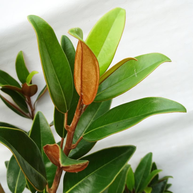 Magnolia grandiflora Alta - Immergrüne Magnolie (Foliage)