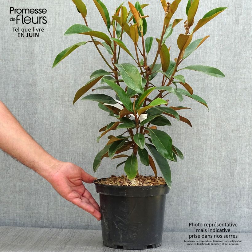 Exemplar von Magnolia grandiflora Alta - Immergrüne Magnolie Topf mit 4L/5L wie im Sommer geliefert