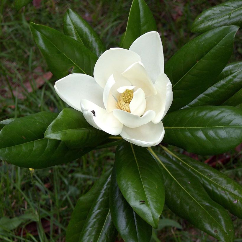 Magnolia grandiflora Ferruginea - Immergrüne Magnolie (Flowering)