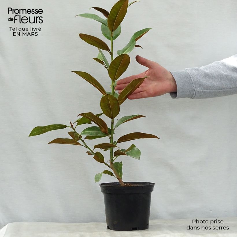 Example of Magnolia grandiflora Ferruginea - Immergrüne Magnolie Topf mit 1,5L/2L as you get in printemps