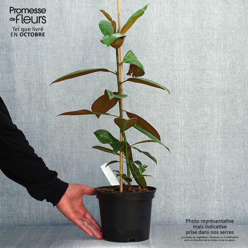 Exemplar von Magnolia grandiflora Ferruginea - Immergrüne Magnolie Topf mit 1,5L/2L wie im Herbst geliefert