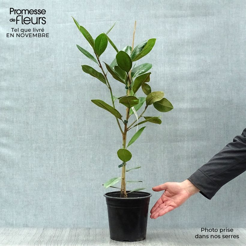 Exemplar von Magnolia grandiflora Treyve - Immergrüne Magnolie Topf mit 4L/5L, Stämmchen wie im Herbst geliefert