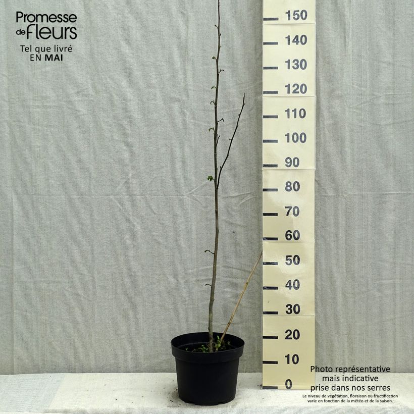 Example of Magnolia kobus - Kobushi-Magnolie Topf mit 4L/5L as you get in printemps