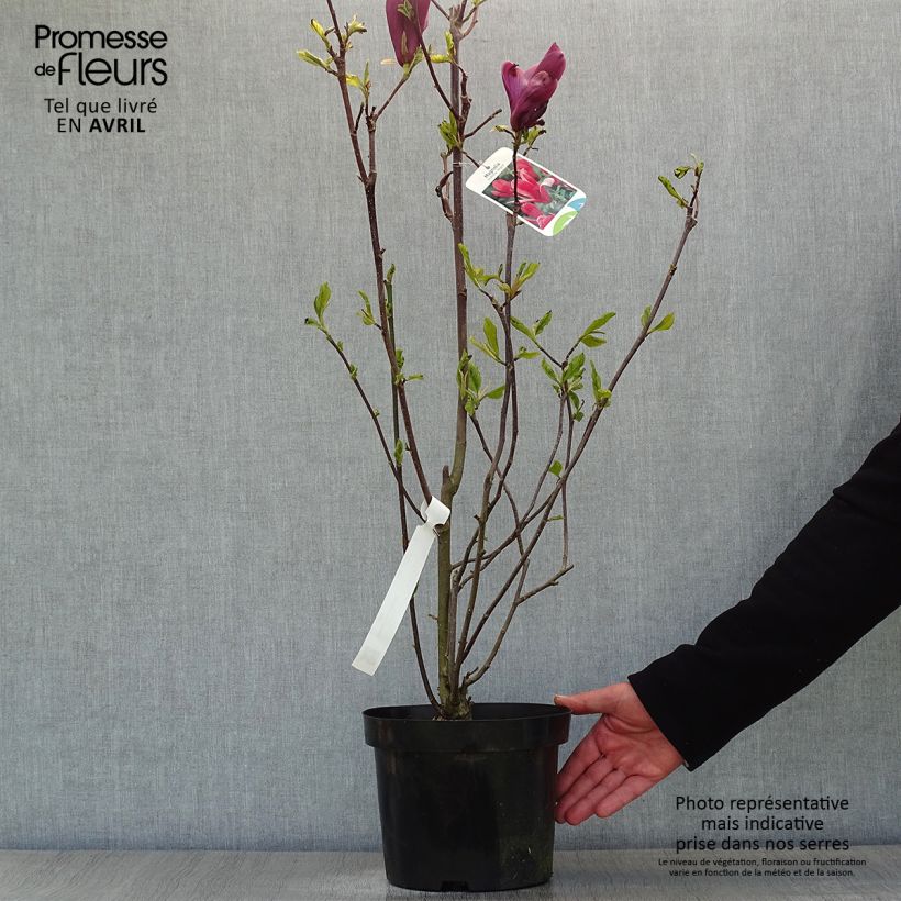 Exemplar von Magnolia liliflora Nigra - Purpur-Magnolie Topf mit 3L/4L wie im Frühjahr geliefert