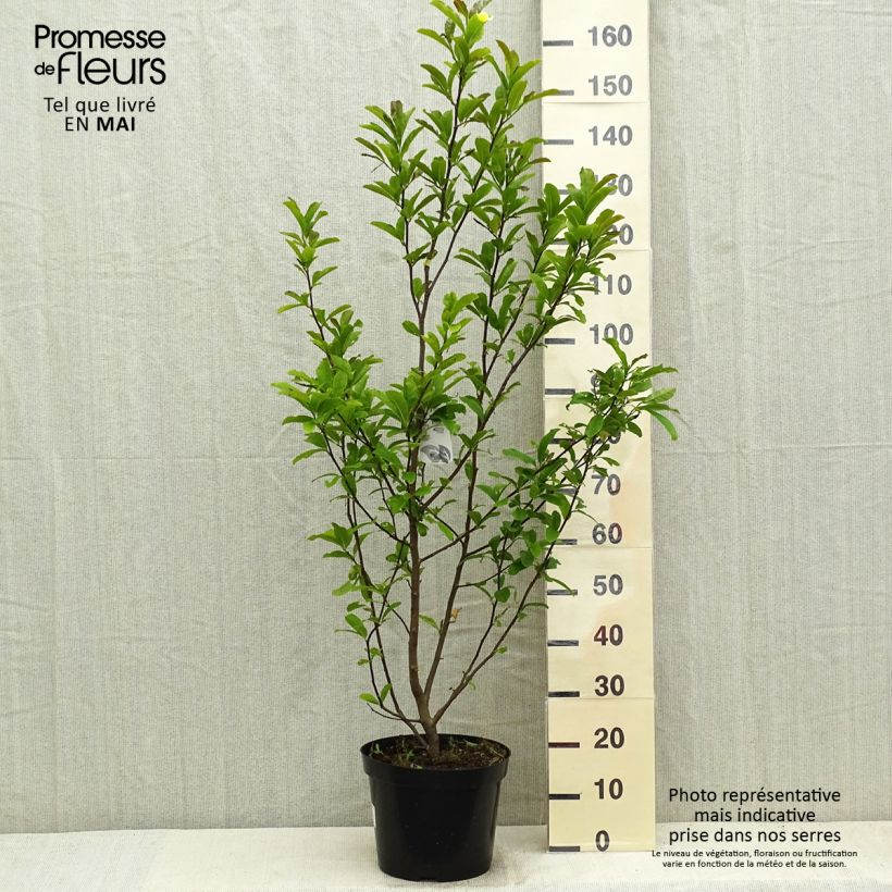 Exemplar von Magnolia loebneri Leonard Messel - Loebner-Magnolie Topf mit 6L/7L wie im Frühjahr geliefert