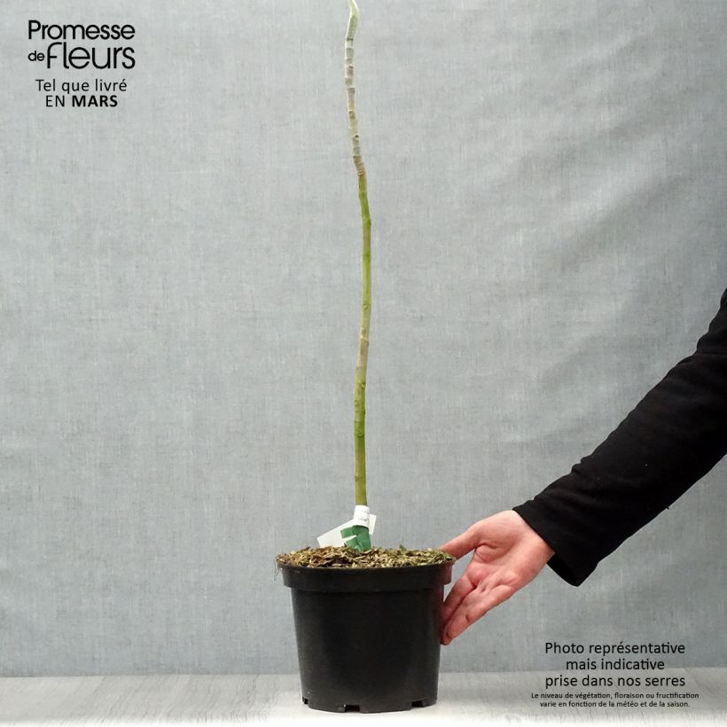 Exemplar von Magnolia macrophylla - Großblatt-Magnolie Topf mit 4L/5L wie im Frühjahr geliefert