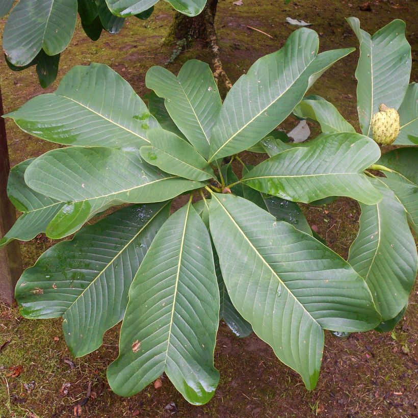 Magnolia officinalis var. biloba - Arznei-Magnolie (Foliage)