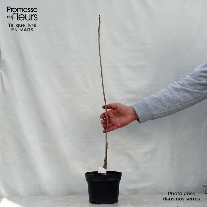 Example of Magnolia officinalis var. biloba - Arznei-Magnolie Topf mit 4L/5L as you get in printemps