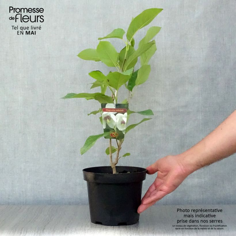 Example of Magnolia sieboldii - Sommer-Magnolie Topf mit 3L/4L as you get in printemps