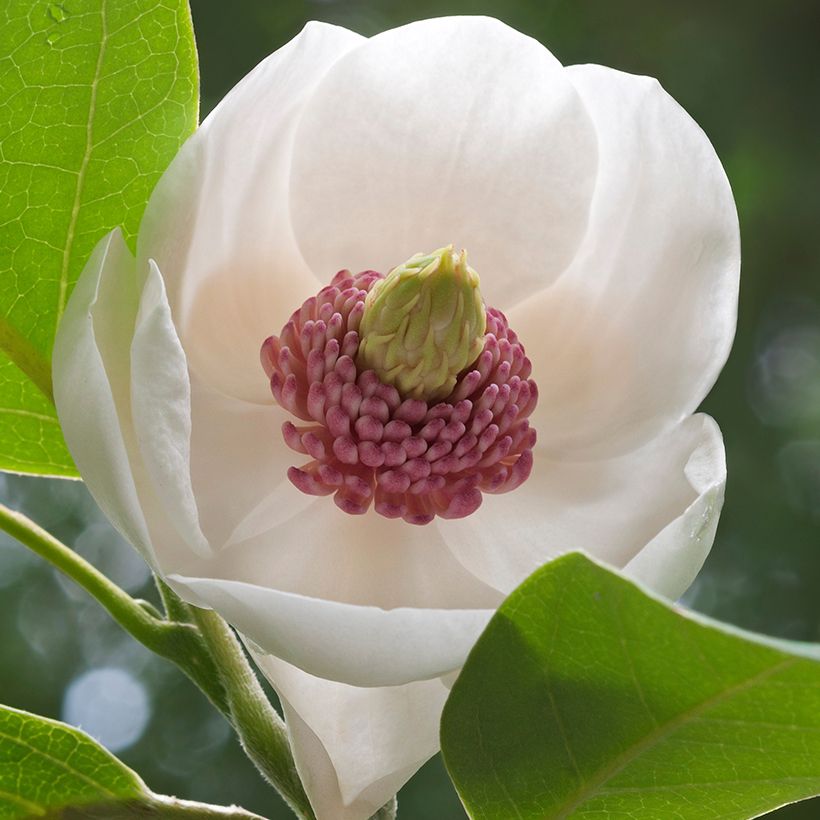 Magnolia sieboldii Colossus - Sommer-Magnolie (Blüte)
