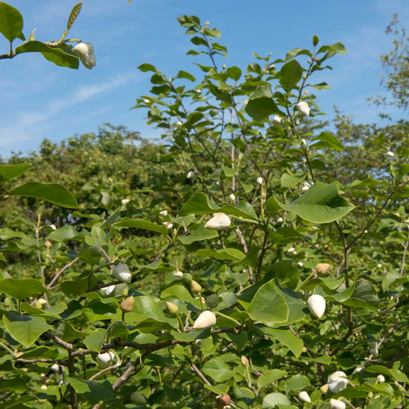 Magnolia sieboldii Colossus - Sommer-Magnolie (Wuchs)