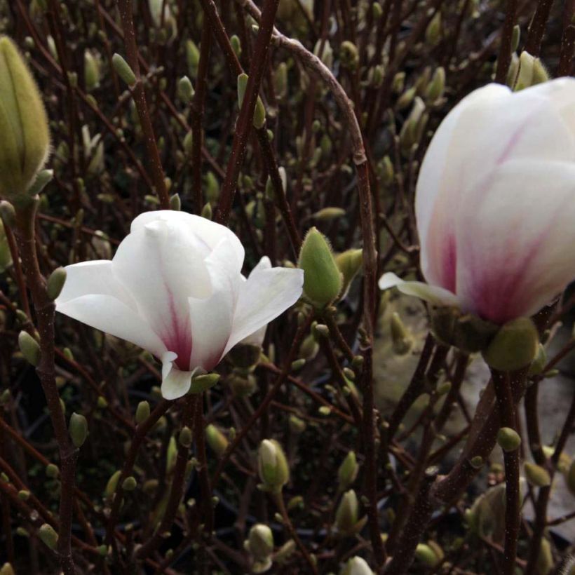 Magnolia soulangeana Alba Superba - Tulpen-Magnolie (Blüte)