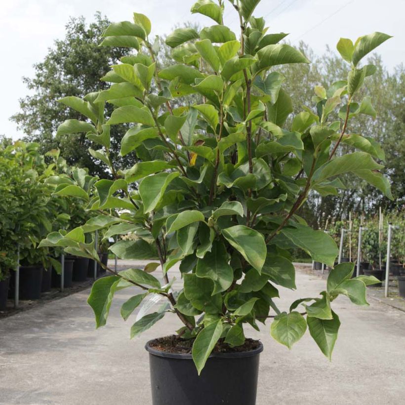 Magnolia soulangeana Alba Superba - Tulpen-Magnolie (Wuchs)