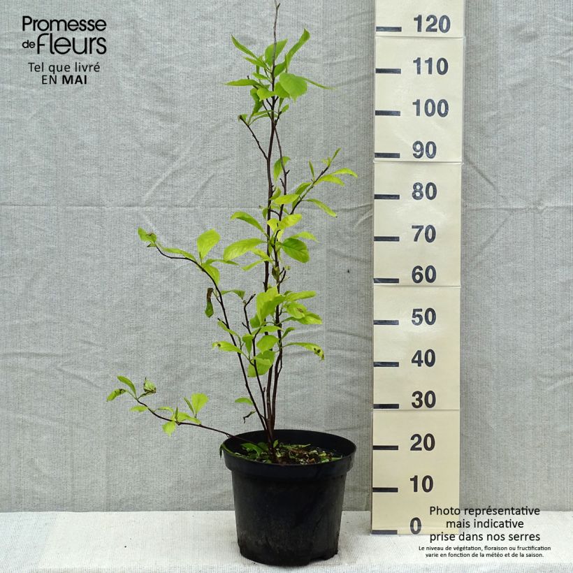 Example of Magnolia soulangeana - Tulpen-Magnolie Topf mit 7,5L/10L as you get in printemps