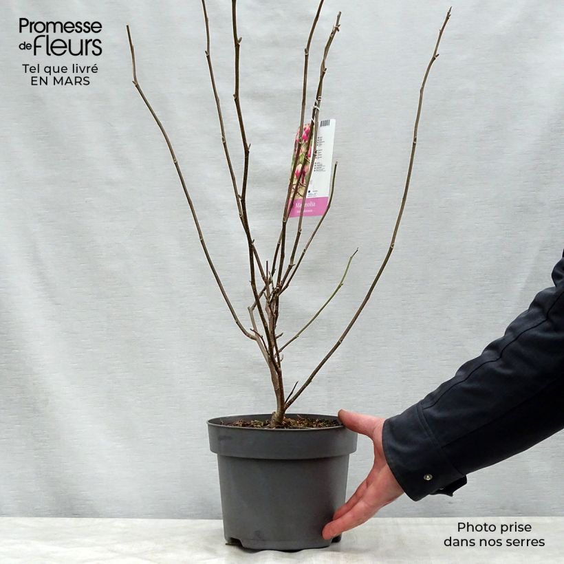Example of Magnolia soulangeana - Tulpen-Magnolie Topf mit 3L/4L as you get in printemps