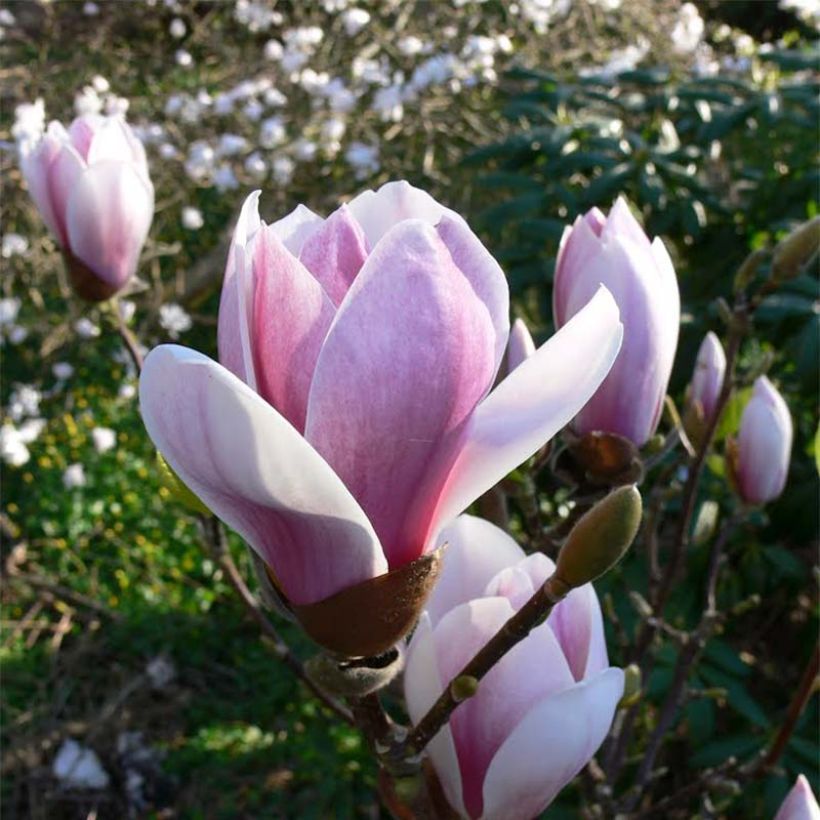 Magnolia soulangeana Satisfaction - Tulpen-Magnolie (Flowering)