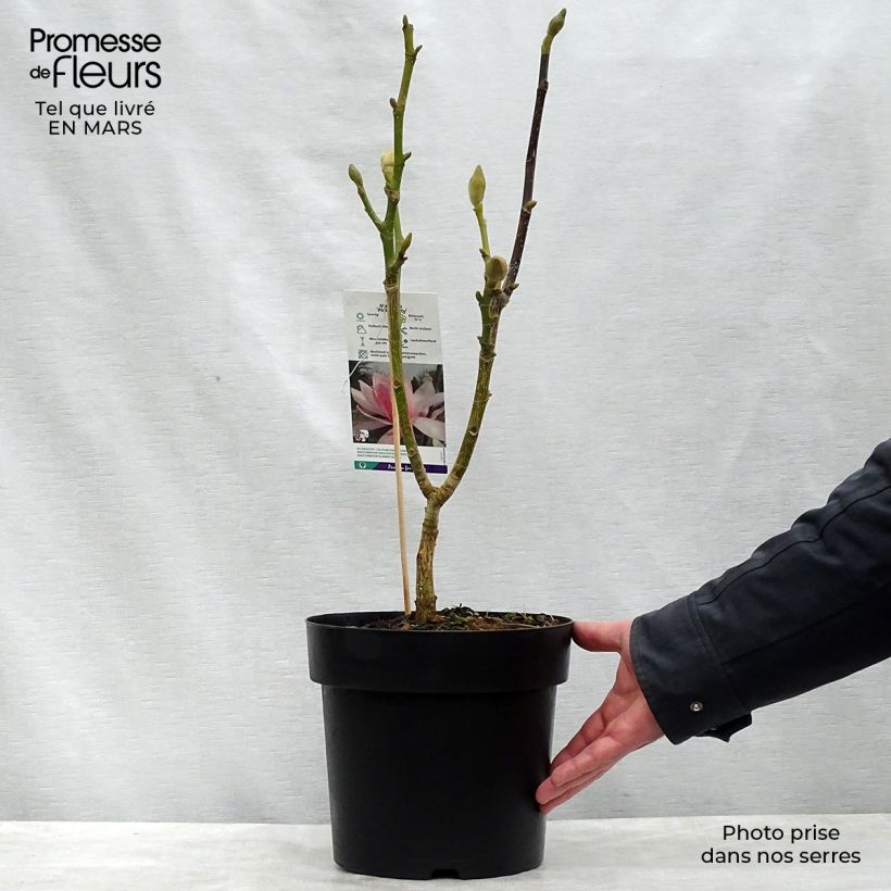 Exemplar von Magnolia sprengeri Pink Beauty - Magnolie Topf mit 6L/7L wie im Frühjahr geliefert