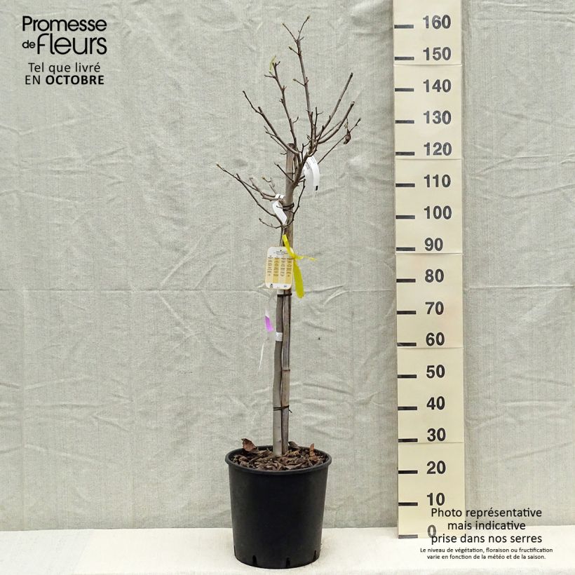 Exemplar von Magnolia stellata - Stern-Magnolie Topf mit 18L/20L, Halbstamm wie im Herbst geliefert