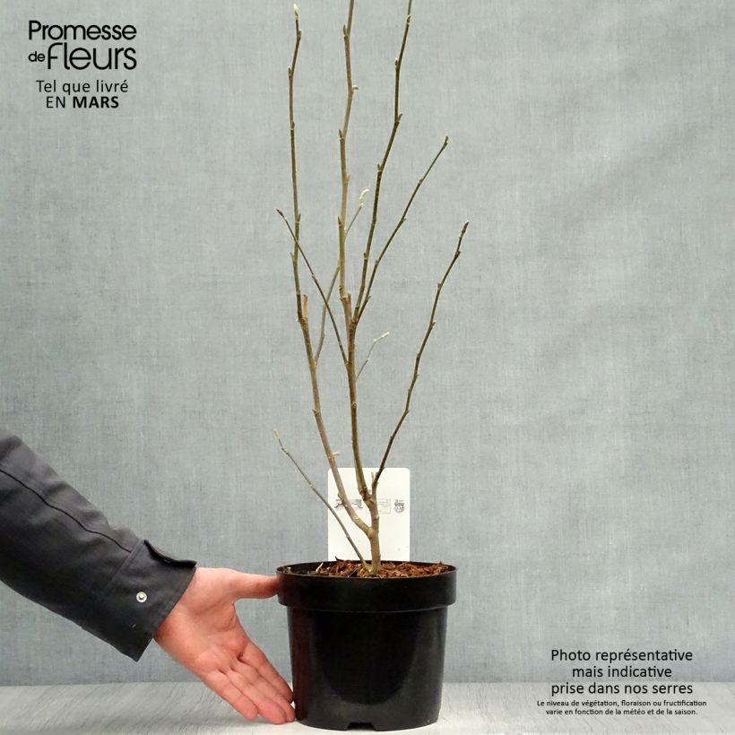 Exemplar von Magnolia stellata Rosea - Stern-Magnolie Topf mit 2L/3L wie im Frühjahr geliefert