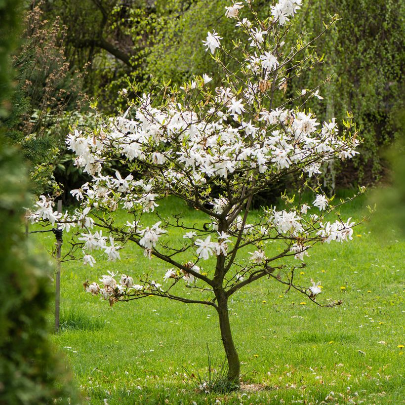 Magnolia stellata - Stern-Magnolie (Wuchs)
