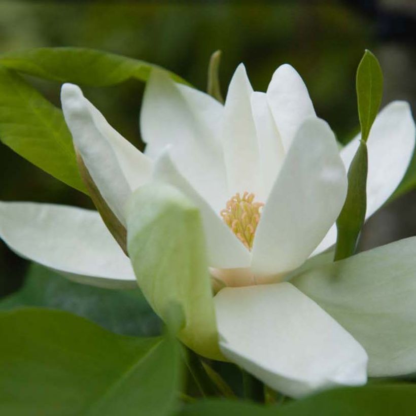 Magnolia thompsoniana - Sumpf-Magnolie (Flowering)