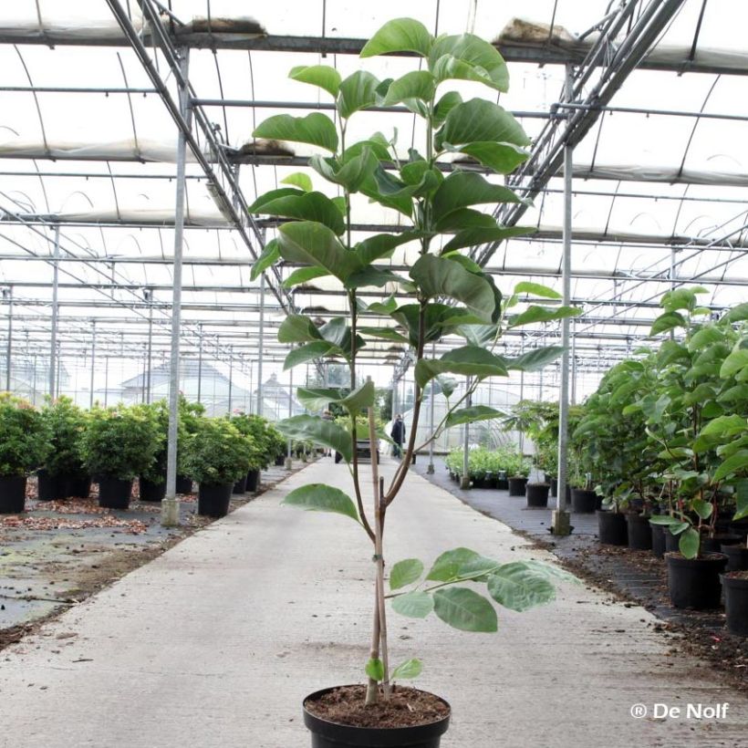 Magnolia loebneri Wildcat - Loebner-Magnolie (Wuchs)