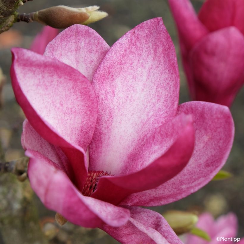 Veredelte Magnolie Starburst - Magnolia (Blüte)