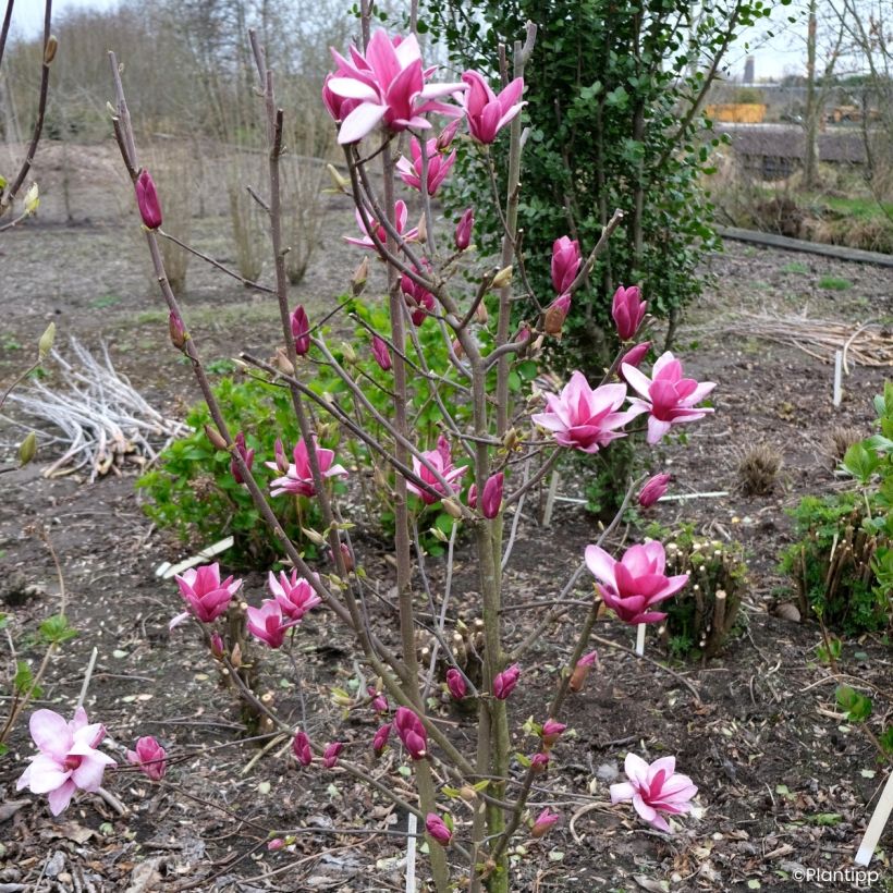 Veredelte Magnolie Starburst - Magnolia (Wuchs)