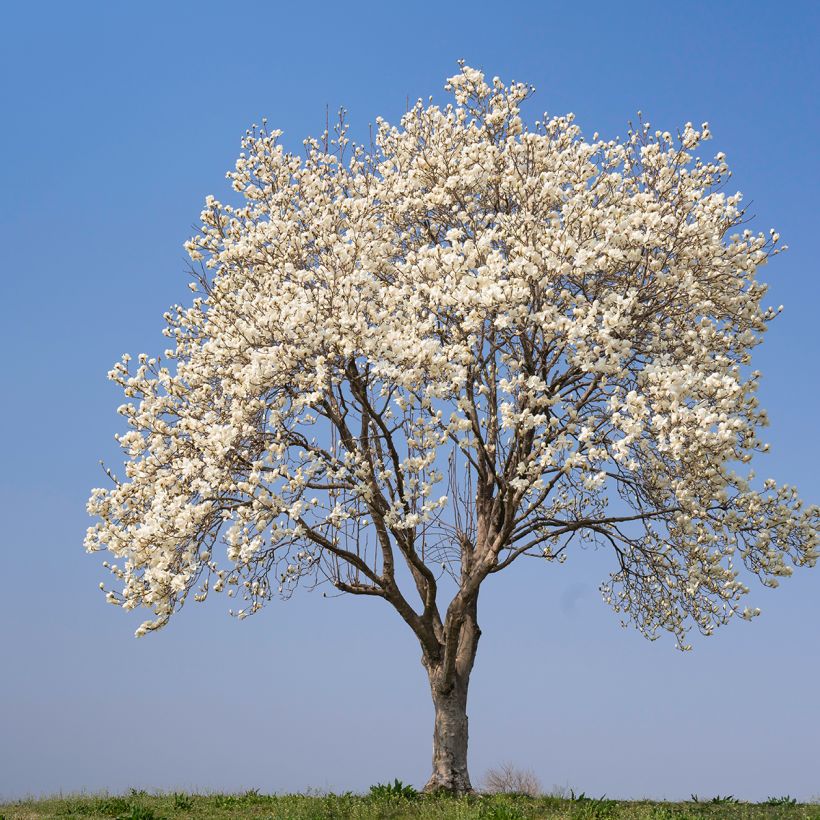 Magnolia kobus (samen) - Kobushi-Magnolie (Wuchs)