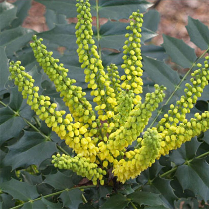 Mahonia japonica Hivernant - Japanische Mahonie (Flowering)