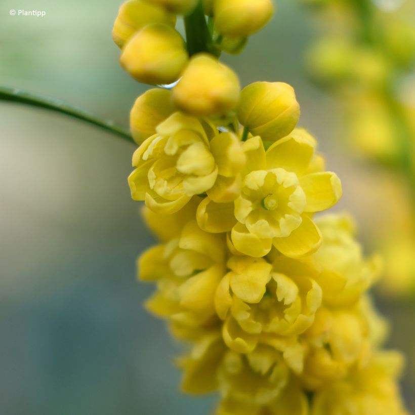 Mahonia Meteor - Stachellose Mahonie (Blüte)