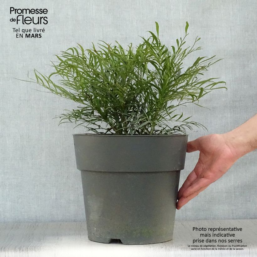 Exemplar von Mahonia eurybracteata Soft Caress - Stachellose Mahonie Topf mit 7,5L/10L wie im Frühjahr geliefert