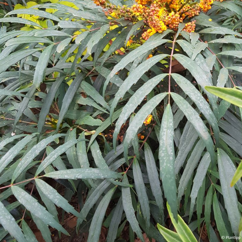 Mahonia eurybracteata Volcano - Stachellose Mahonie (Foliage)