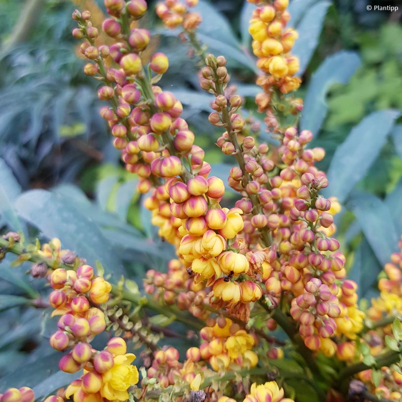 Mahonia eurybracteata Volcano - Stachellose Mahonie (Flowering)