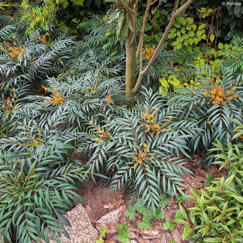 Mahonia eurybracteata Volcano - Stachellose Mahonie (Plant habit)