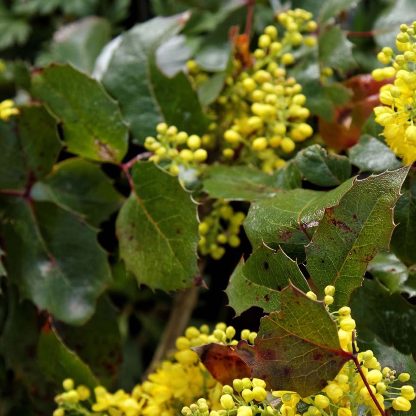 Mahonia aquifolium Apollo - Gewöhnliche Mahonie (Foliage)