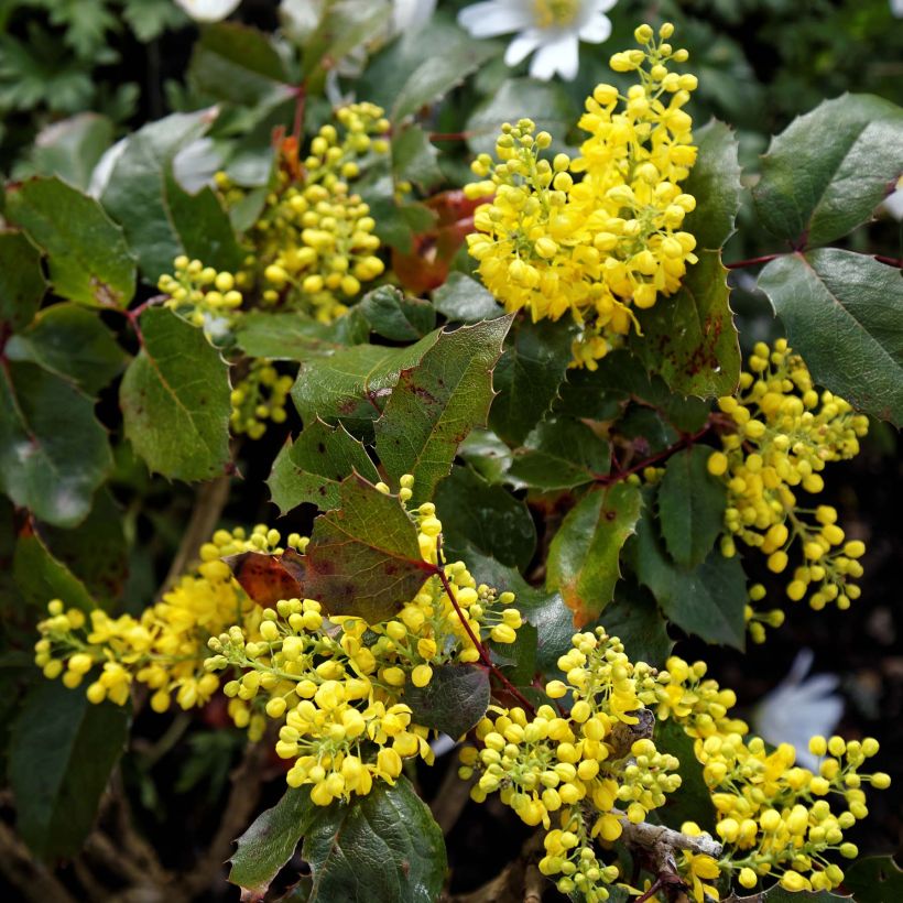 Mahonia aquifolium Apollo - Gewöhnliche Mahonie (Flowering)