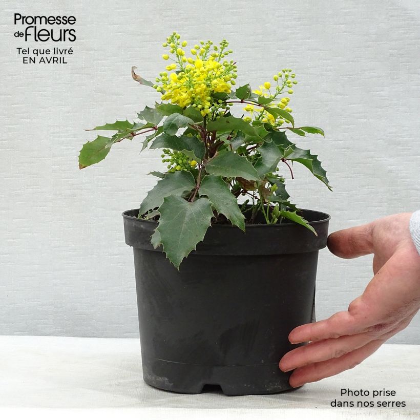 Example of Mahonia aquifolium Apollo - Gewöhnliche Mahonie Topf mit 2L/3L as you get in printemps