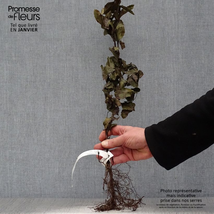 Exemplar von Mahonia aquifolium - Gewöhnliche Mahonie Wurzelnackt wie im Winter geliefert