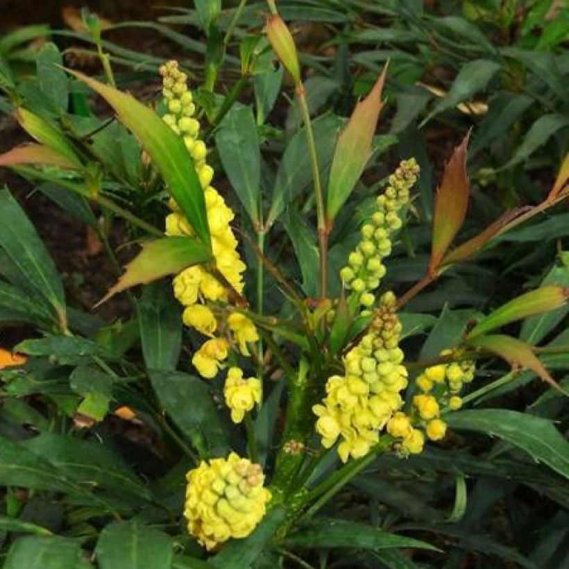 Mahonia eurybracteata Sweet Winter - Stachellose Mahonie (Blüte)