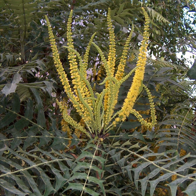 Mahonia oiwakensis subsp. lomariifolia - Lomariablättrige Mahonie (Flowering)