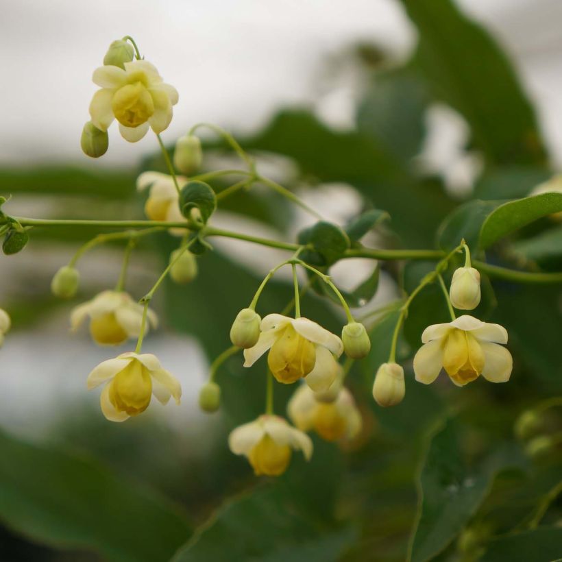 Mahonia russellii - Mahonie (Flowering)